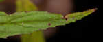 Fringed willowherb